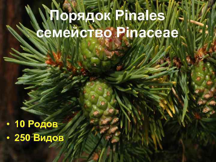 Порядок Pinales семейство Pinaceae • 10 Родов • 250 Видов 