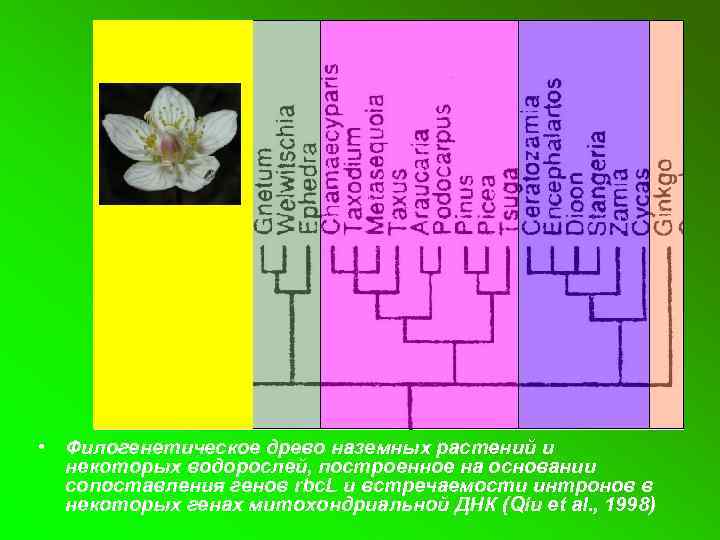  • Филогенетическое древо наземных растений и некоторых водорослей, построенное на основании сопоставления генов