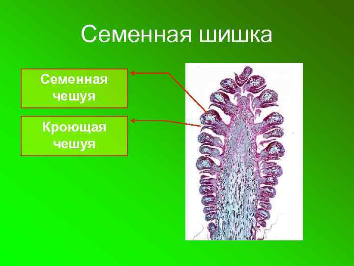 Семенная шишка Семенная чешуя Кроющая чешуя 