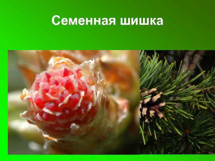 Семенная шишка 