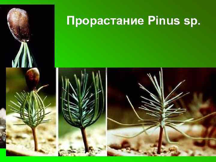 Прорастание Pinus sp. 