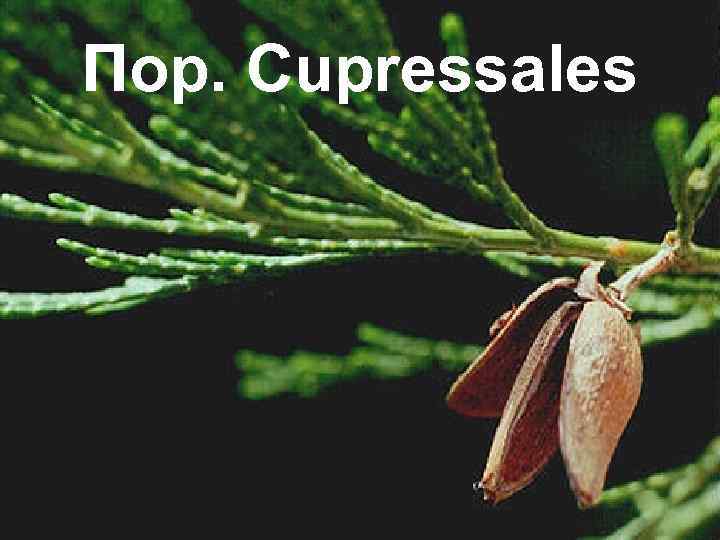 Пор. Cupressales 