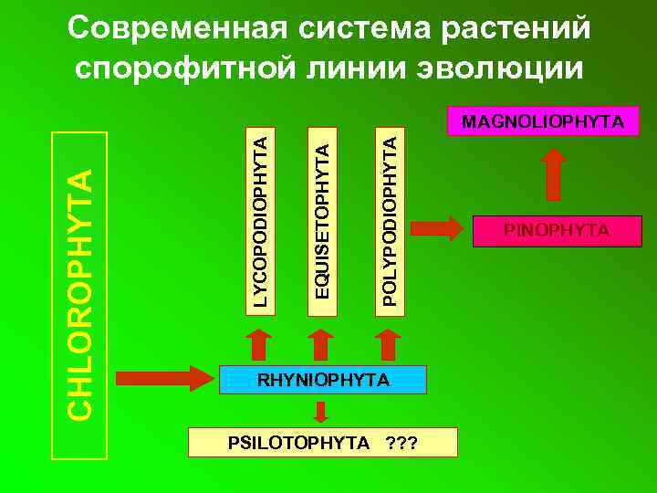 Современная система растений спорофитной линии эволюции POLYPODIOPHYTA EQUISETOPHYTA LYCOPODIOPHYTA CHLOROPHYTA MAGNOLIOPHYTA RHYNIOPHYTA PSILOTOPHYTA ?