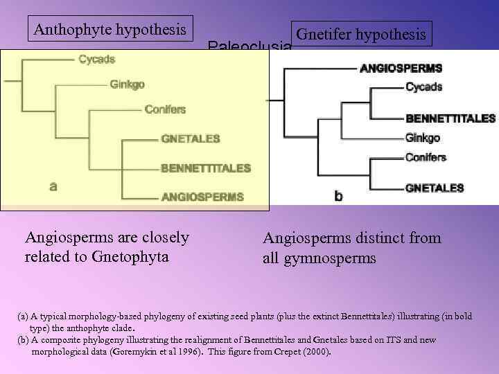 Anthophyte hypothesis Angiosperms are closely related to Gnetophyta Paleoclusia Gnetifer hypothesis Angiosperms distinct from