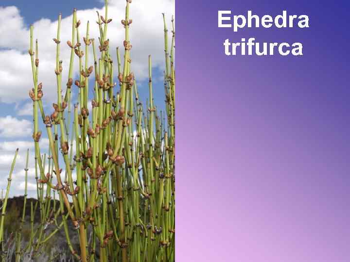 Ephedra trifurca 