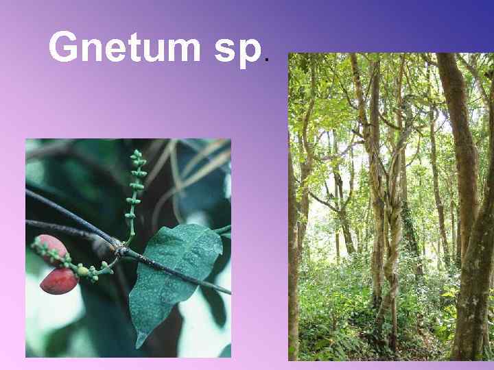 Gnetum sp. 