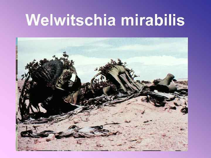 Welwitschia mirabilis 