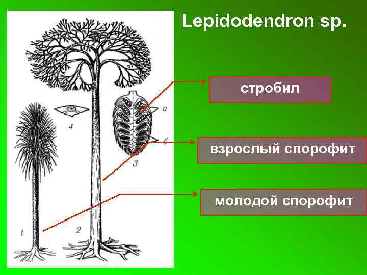 Lepidodendron sp. стробил взрослый спорофит молодой спорофит 