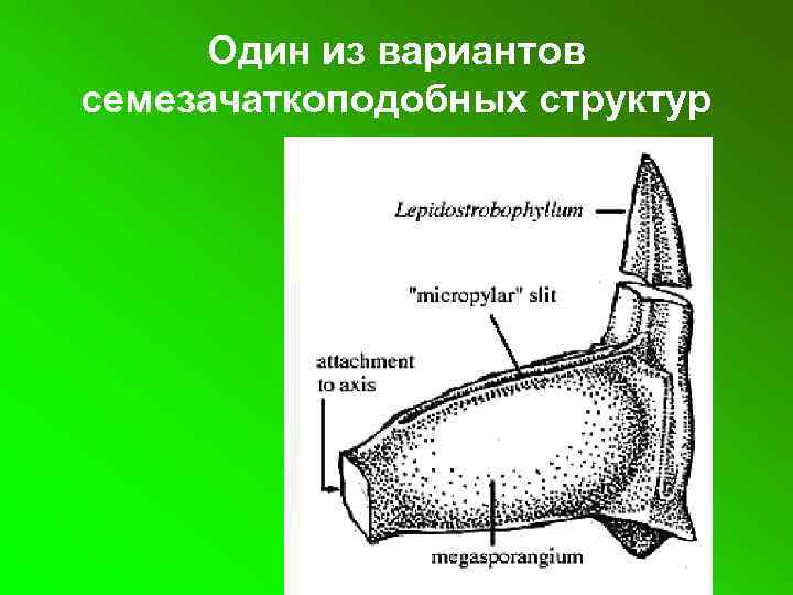 Один из вариантов семезачаткоподобных структур 