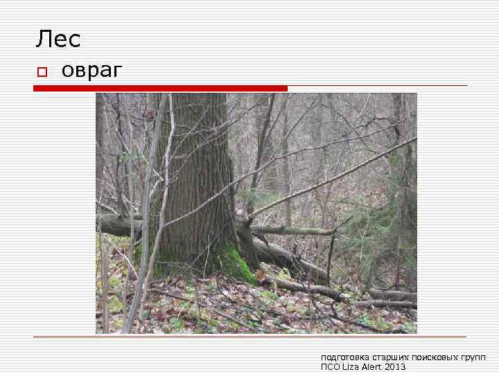 Лес o овраг подготовка старших поисковых групп ПСО Liza Alert 2013 