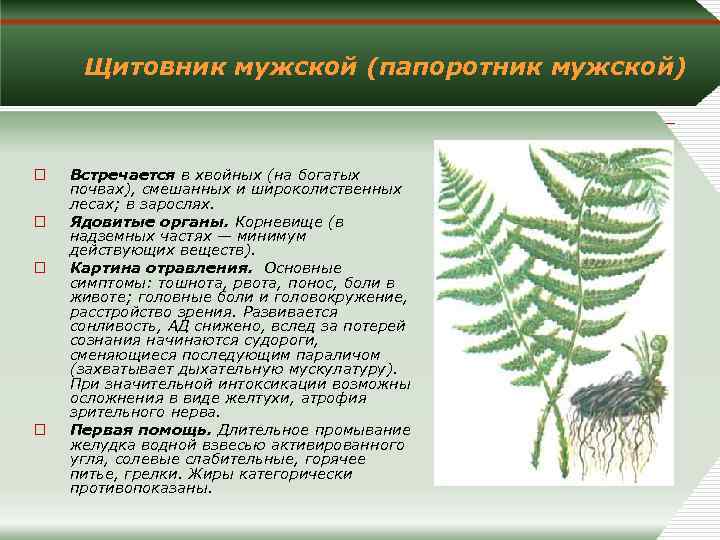Щитовник мужской (папоротник мужской) o o Встречается в хвойных (на богатых почвах), смешанных и