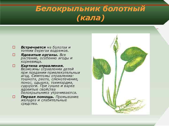 Белокрыльник болотный (кала) o o Встречается на болотах и топких берегах водоемов. Ядовитые органы.