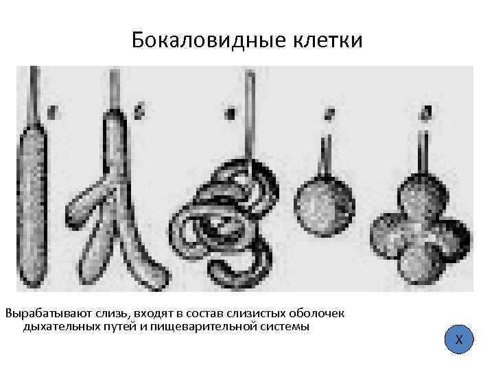 Бокаловидные клетки Вырабатывают слизь, входят в состав слизистых оболочек дыхательных путей и пищеварительной системы