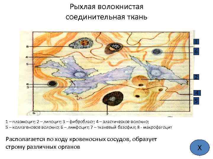 Рыхлая волокнистая соединительная ткань 1 6 2 4 5 1 – плазмоцит; 2 –