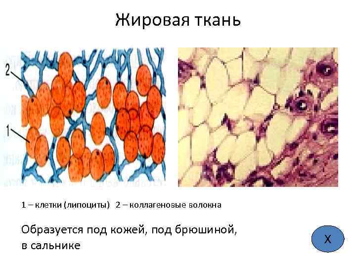 Жировая ткань 1 – клетки (липоциты) 2 – коллагеновые волокна Образуется под кожей, под