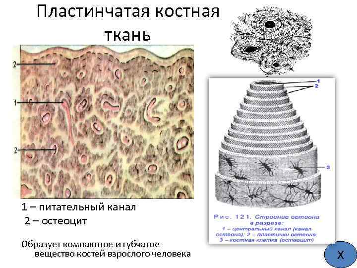 Пластинчатая костная ткань 1 – питательный канал 2 – остеоцит Образует компактное и губчатое