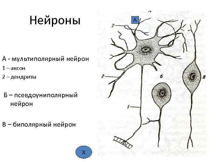 Нейроны А А - мультиполярный нейрон 1 – аксон 2 – дендриты Б –