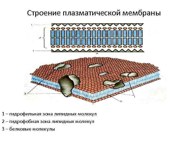 Строение плазматической мембраны 1 – гидрофильная зона липидных молекул 2 – гидрофобная зона липидных