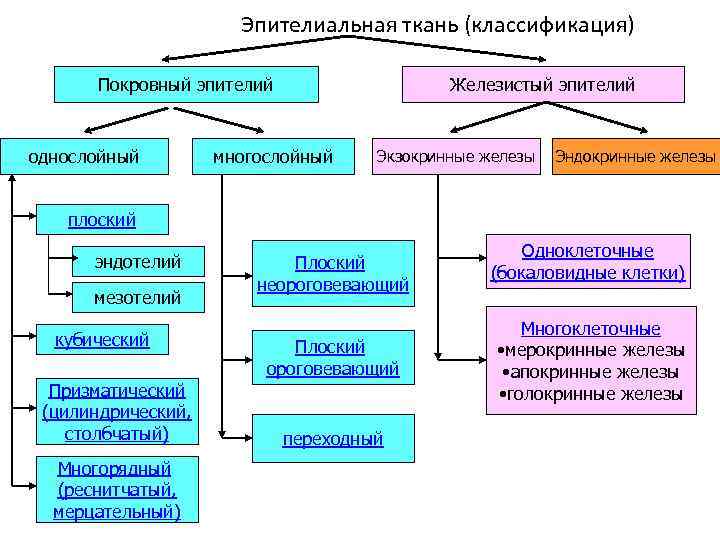 Эпителиальная ткань (классификация) Покровный эпителий однослойный Железистый эпителий многослойный Экзокринные железы Эндокринные железы плоский