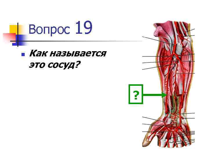 Вопрос n 19 Как называется это сосуд? ? 