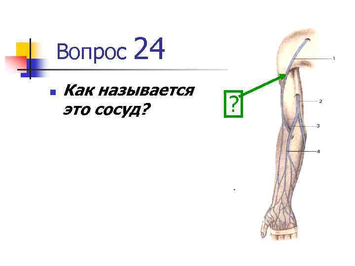 Вопрос n 24 Как называется это сосуд? ? 