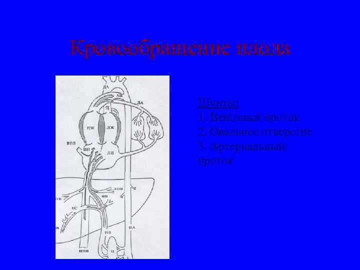 Кровообращение плода Шунты: 1. Венозный проток 2. Овальное отверстие 3. Артериальный проток 