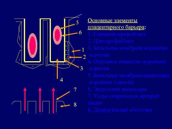 Основные элементы плацентарного барьера: 6 1. Синцитиотрофобласт 2. Цитотрофобласт 1 3. Базальная мембрана ворсинки