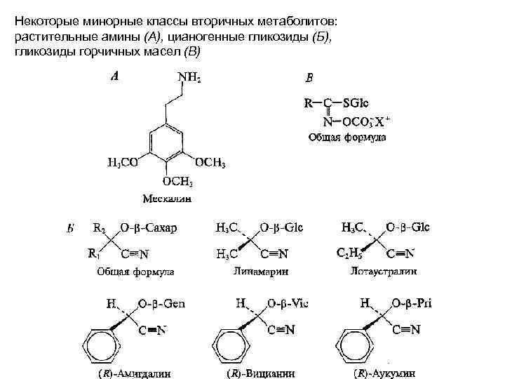 Некоторые минорные классы вторичных метаболитов: растительные амины (А), цианогенные гликозиды (Б), гликозиды горчичных масел