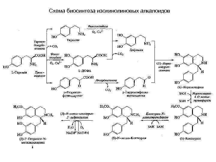 Схема биосинтеза изохинолиновых алкалоидов 