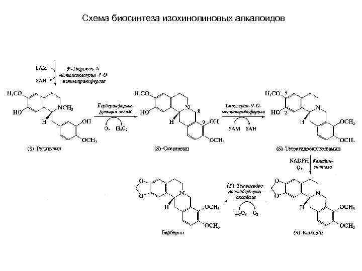 Схема биосинтеза изохинолиновых алкалоидов 
