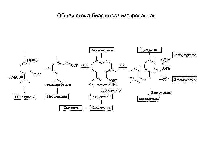 Общая схема биосинтеза изопреноидов 