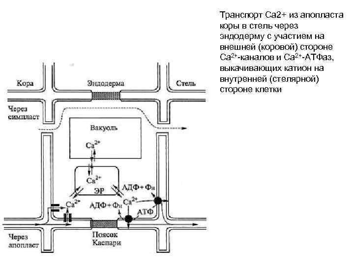 Транспорт Са 2+ из апопласта коры в стель через эндодерму с участием на внешней