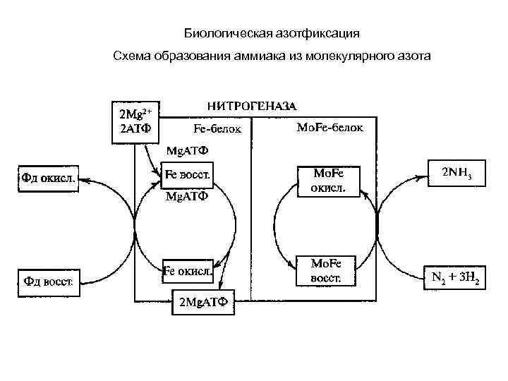 Схема образования азота и азота