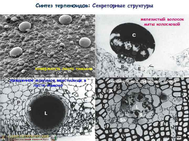 Синтез терпеноидов: Секреторные структуры железистый волосок мяты колосковой поверхность листа тимьяна лизигенное масляное вместилище