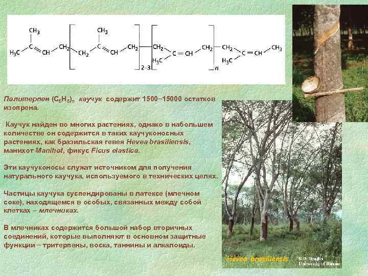 Политерпен (С 5 Н 8)n каучук содержит 15000 остатков изопрена. Каучук найден во многих