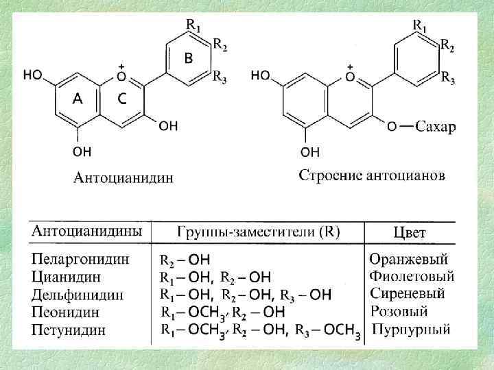 Вторичные метаболиты растений презентация