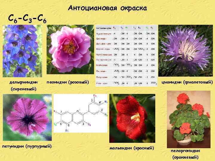 Антоциановая окраска С 6 -С 3 -С 6 дельфинидин пеонидин (розовый) цианидин (фиолетовый) (сиреневый)