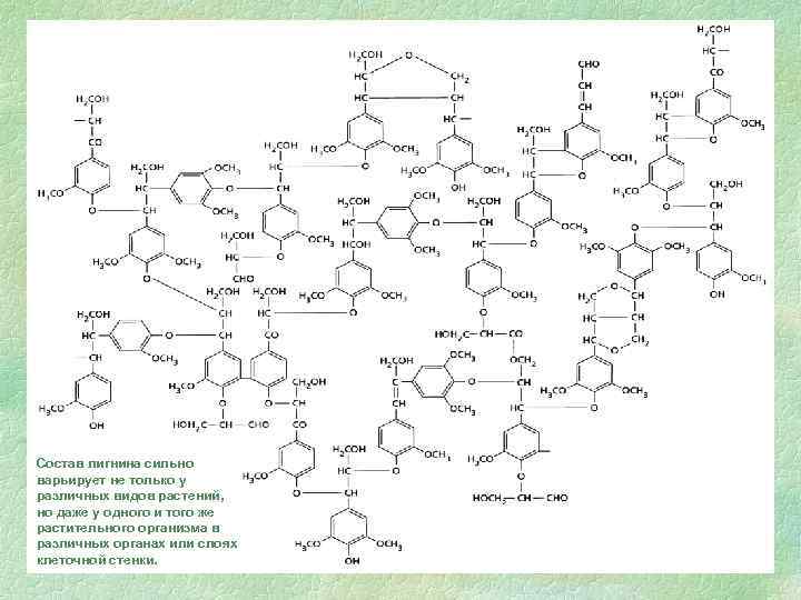 Состав лигнина сильно варьирует не только у различных видов растений, но даже у одного