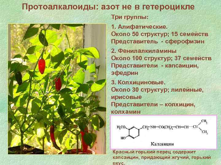 Протоалкалоиды: азот не в гетероцикле Три группы: 1. Алифатические. Около 50 структур; 15 семейств