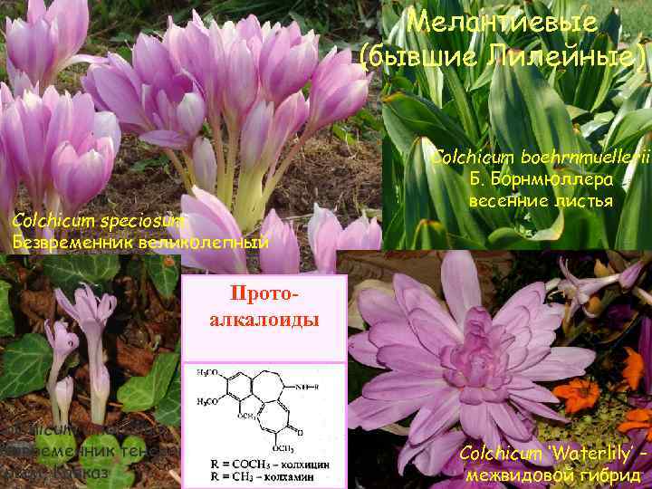 Мелантиевые (бывшие Лилейные) Colchicum speciosum Безвременник великолепный Colchicum umbrosum, Безвременник теневой Крым, Кавказ Colchicum