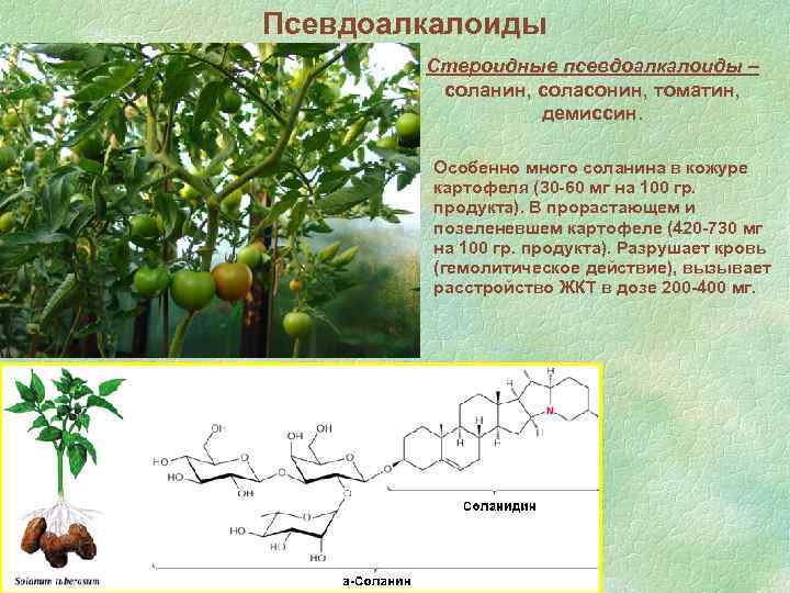 Псевдоалкалоиды Стероидные псевдоалкалоиды – соланин, соласонин, томатин, демиссин. Особенно много соланина в кожуре картофеля