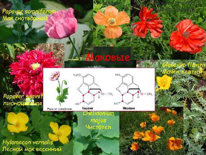 Papaver orientalis Мак восточный P. alpinum Papaver somniferum Мак снотворный Маковые Glaucium flavum Мачек