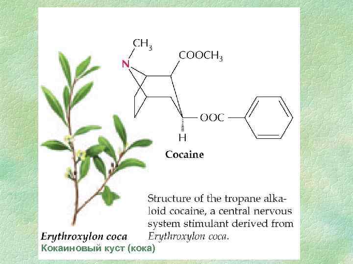 Кокаиновый куст (кока) 