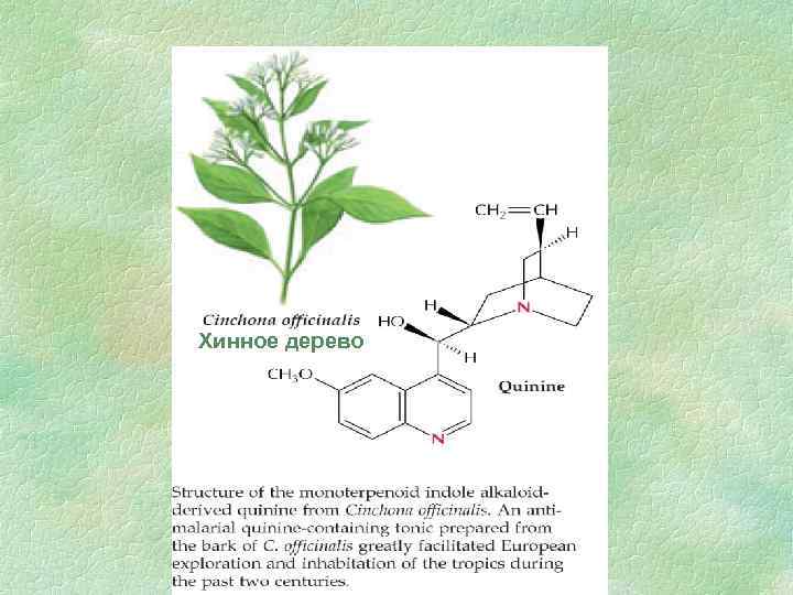 Хинное дерево 