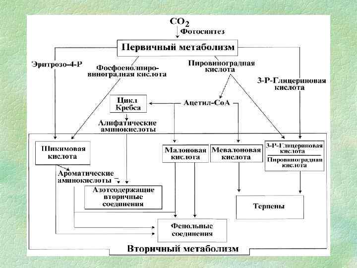 Вторичные метаболиты растений презентация