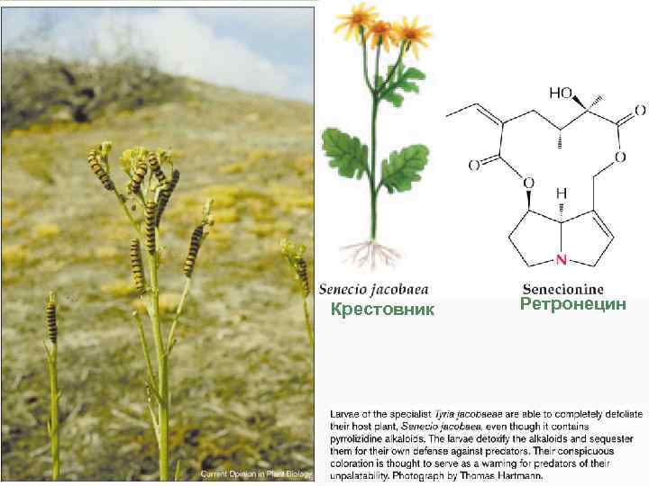 Крестовник Ретронецин 