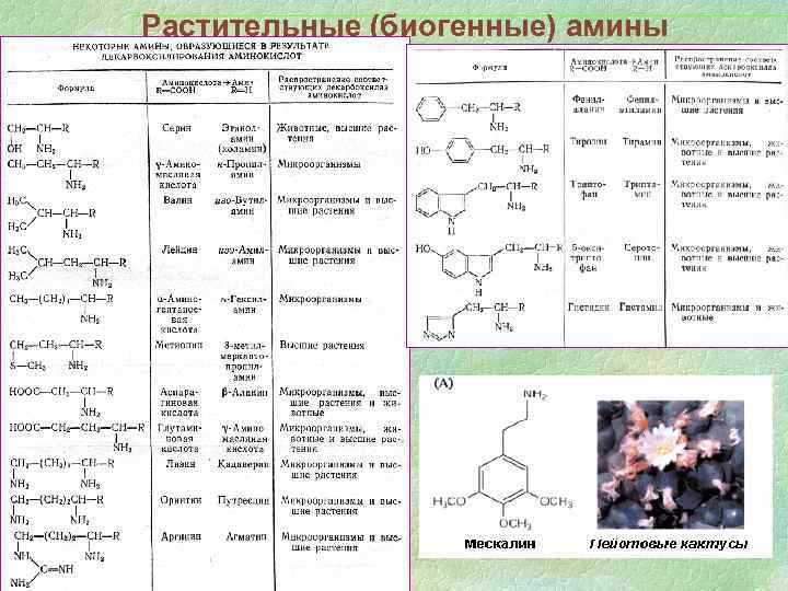 Растительные (биогенные) амины 