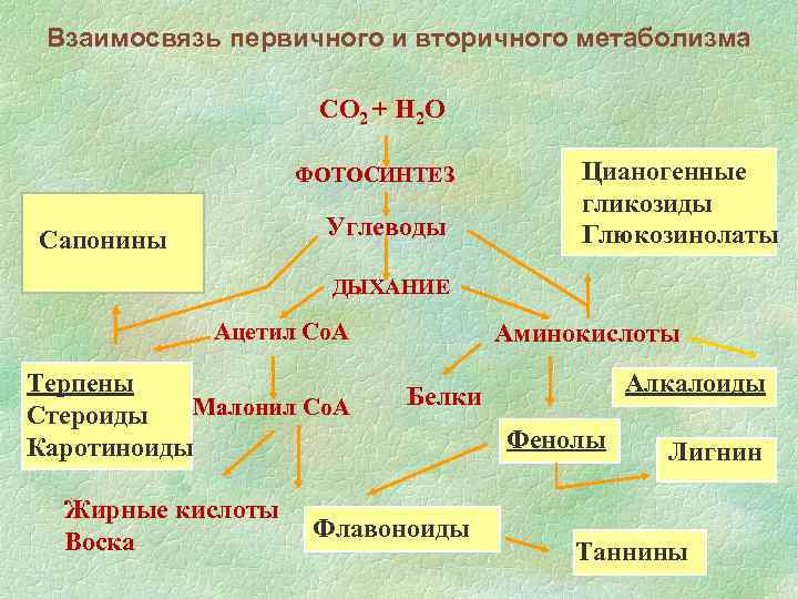 Вторичные метаболиты растений презентация