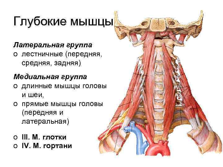 Глубокие мышцы Латеральная группа o лестничные (передняя, средняя, задняя) Медиальная группа o длинные мышцы