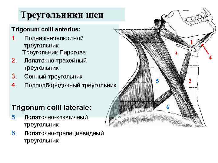 Треугольники шеи рисунок